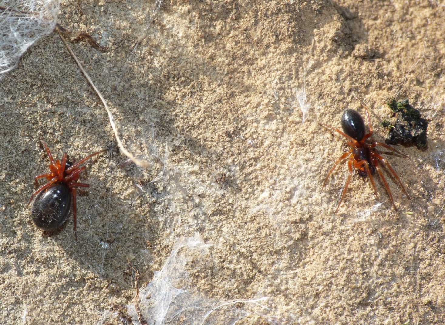 Coppia di Linyphiidae